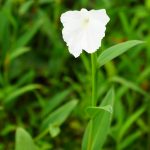 ดอกไม้