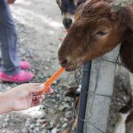 ฟาร์มนมควาย