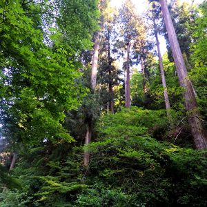 Mt. Takao