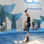 Pattaya Dolphinarium5