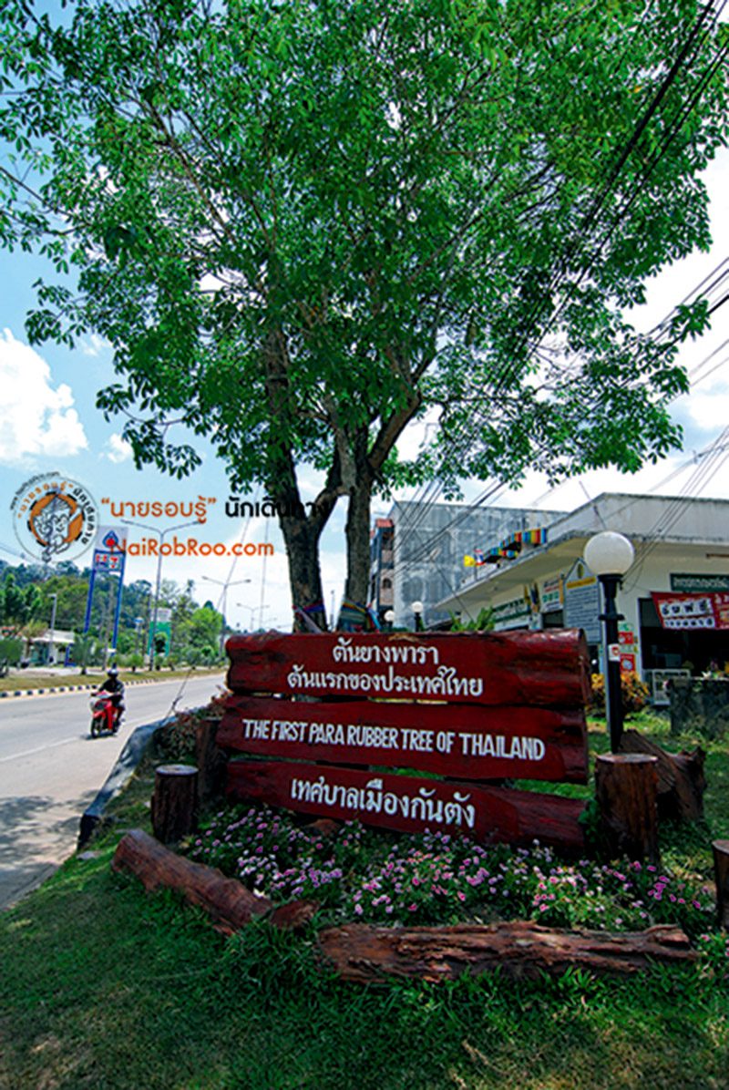 10-เรื่องเมืองตรัง—ต้นยางพาราต้นแรก 10-เรื่องเมืองตรัง---ต้นยางพาราต้นแรก