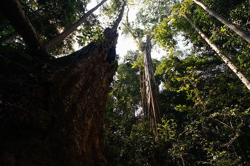 Khao Yai Nature trail-5